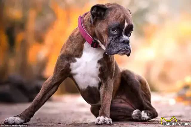 拳师犬撒腿一跑，脸上的表情，比哈士奇更让人印象深刻!