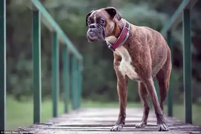 拳师犬撒腿一跑，脸上的表情，比哈士奇更让人印象深刻!