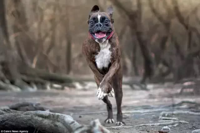 拳师犬撒腿一跑，脸上的表情，比哈士奇更让人印象深刻!