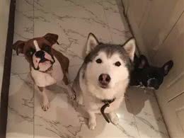 拳师犬撒腿一跑，脸上的表情，比哈士奇更让人印象深刻!