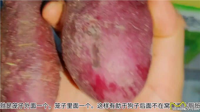 关于狗狗定点上厕所的小小经验?—定点大小便