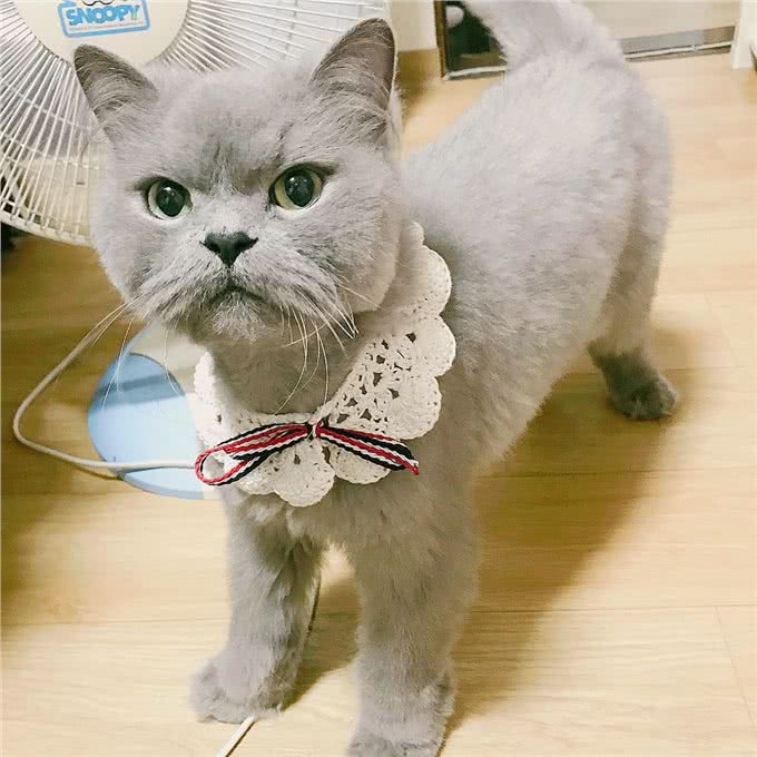 每日一读:猫咪品种—波斯猫