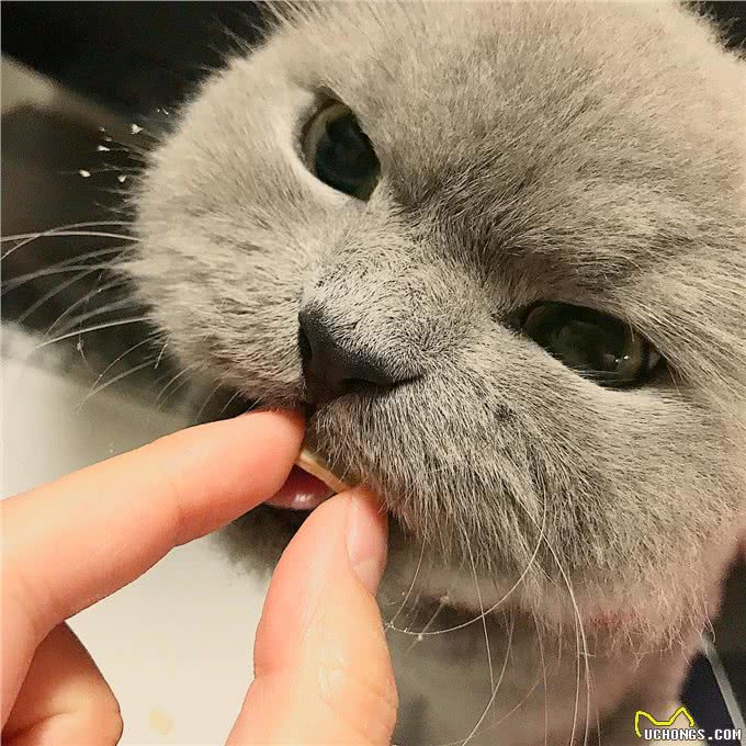 每日一读:猫咪品种—波斯猫