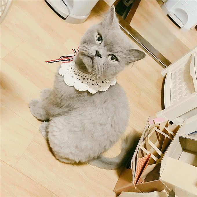 每日一读:猫咪品种—波斯猫