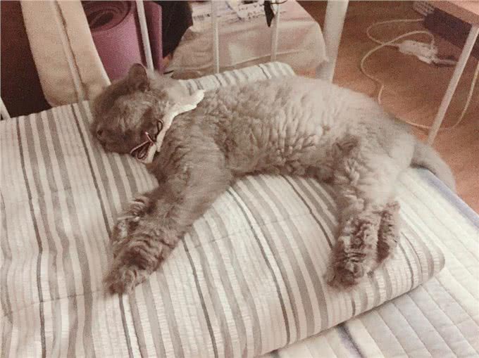 每日一读:猫咪品种—波斯猫