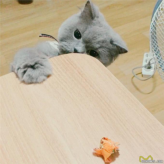 每日一读:猫咪品种—波斯猫