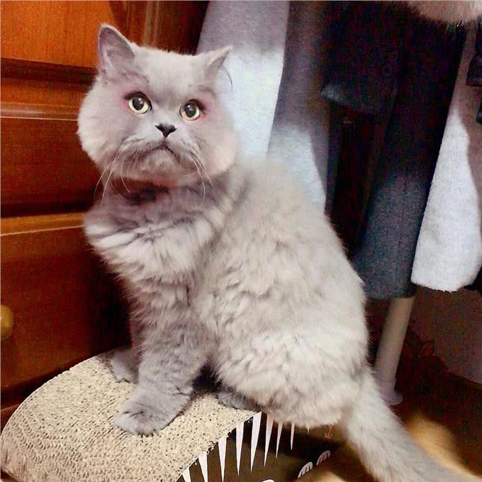 每日一读:猫咪品种—波斯猫