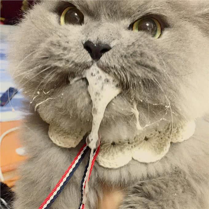 每日一读:猫咪品种—波斯猫