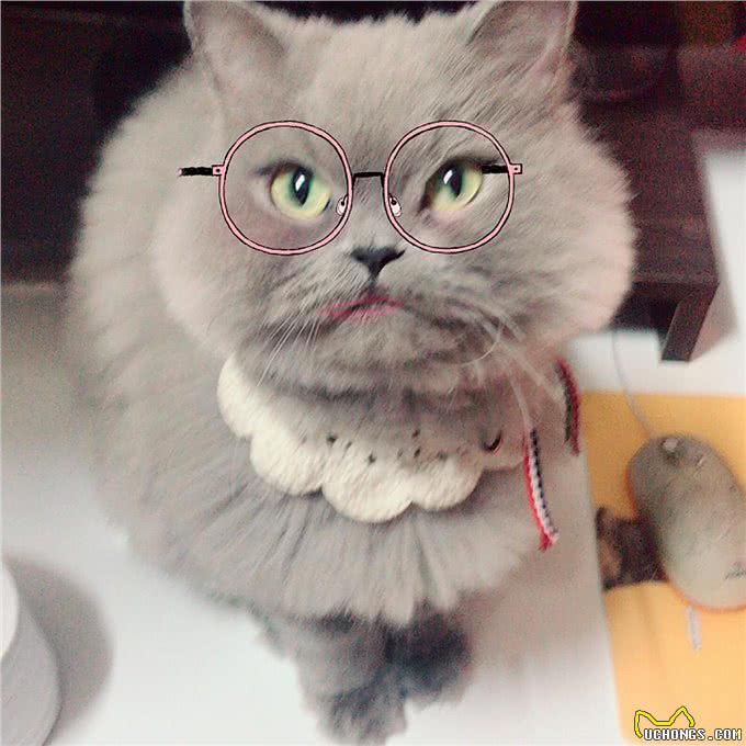 每日一读:猫咪品种—波斯猫