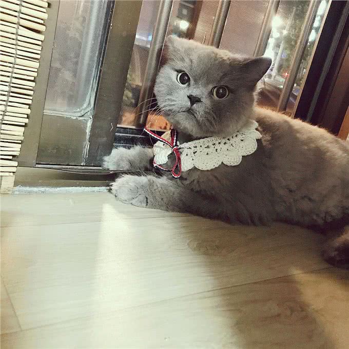 每日一读:猫咪品种—波斯猫