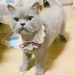 每日一读:猫咪品种—波斯猫