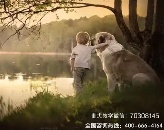 想要狗跟你亲近，请先学会这些抱它的姿势!