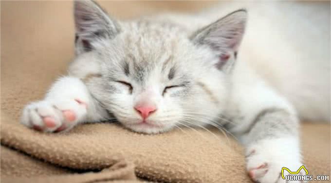 做猫就做古埃及的猫，谁也不能伤害，死后做成木乃伊