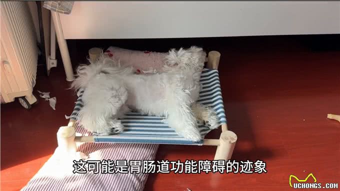关注一下狗狗平时的异常表现，不要失去时才后悔莫及