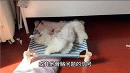 关注一下狗狗平时的异常表现，不要失去时才后悔莫及