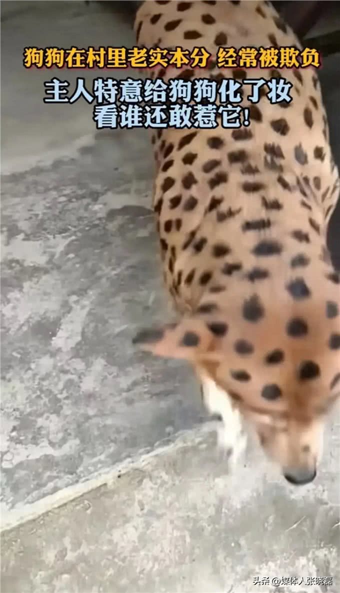 狗狗的社会地位在一个宁静的小村庄里