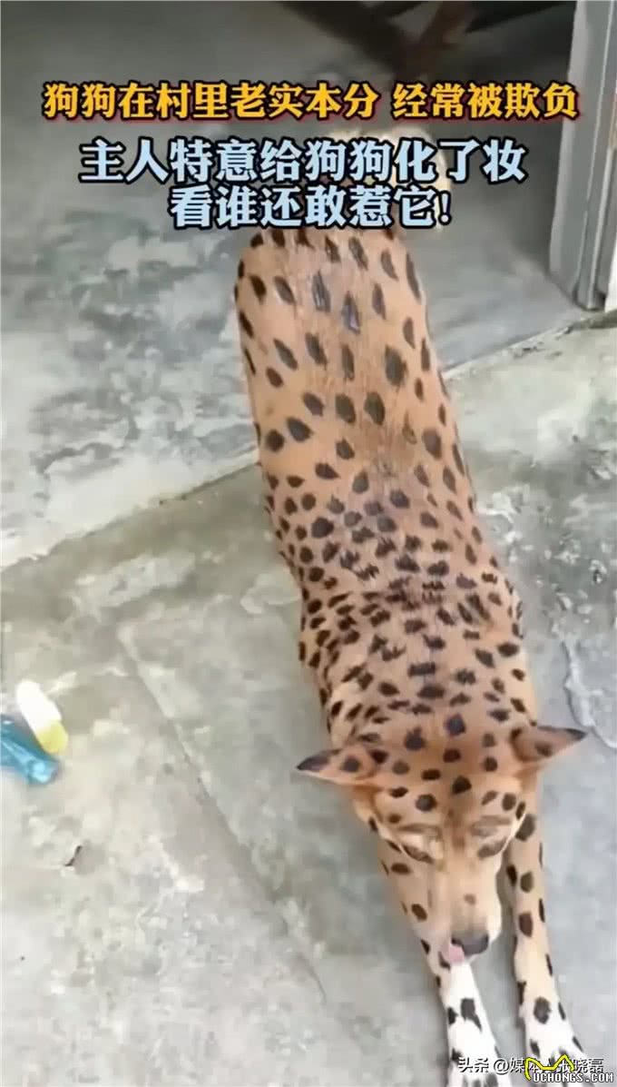 狗狗的社会地位在一个宁静的小村庄里