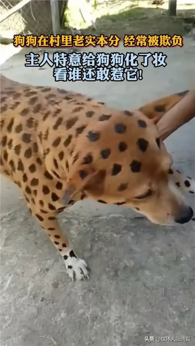 狗狗的社会地位在一个宁静的小村庄里