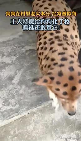 狗狗的社会地位在一个宁静的小村庄里