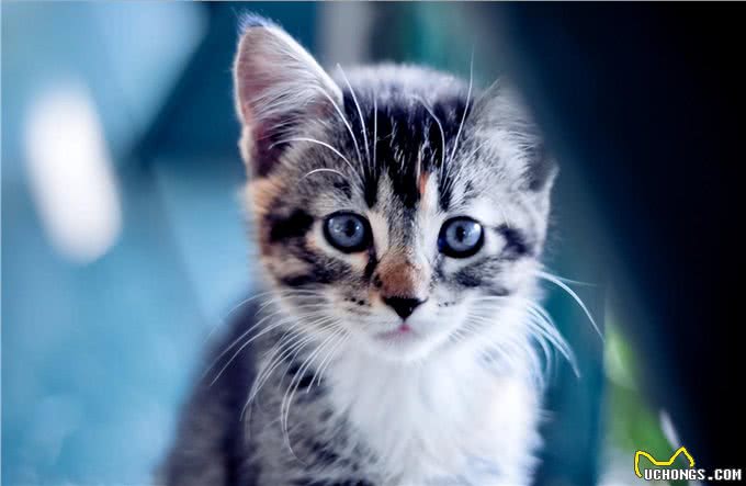 秋高气爽之际，爱宠保健不可忽视:猫咪秋季饲养全方位指导