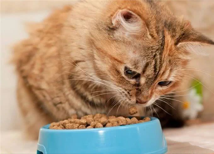 秋高气爽之际，爱宠保健不可忽视:猫咪秋季饲养全方位指导