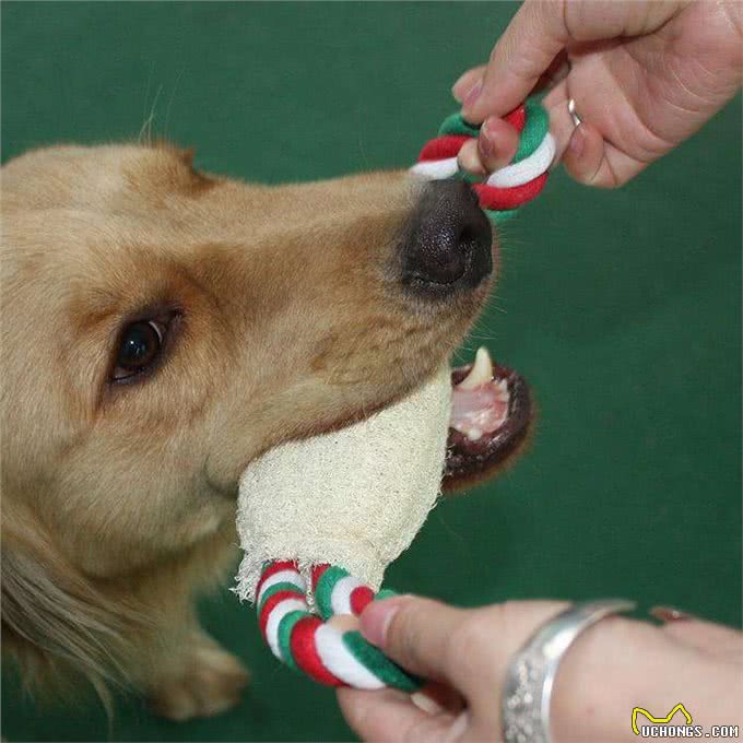 狗狗玩具的最佳选择