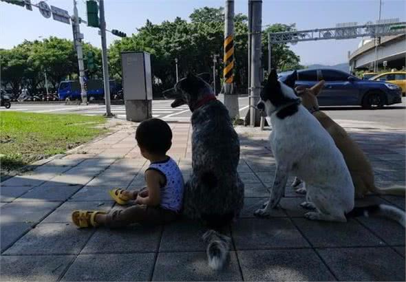 带狗狗出门遇红灯，妈妈喊指令让它们坐下，却发现多了一个小身影