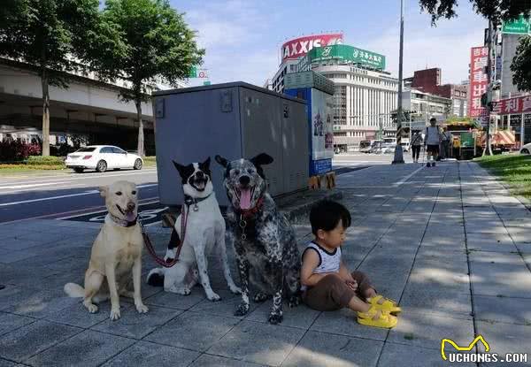 带狗狗出门遇红灯，妈妈喊指令让它们坐下，却发现多了一个小身影