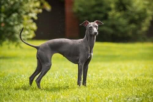 拥有超快速度的灵缇犬,是天生的运动员,主人该如何饲养一只灵缇