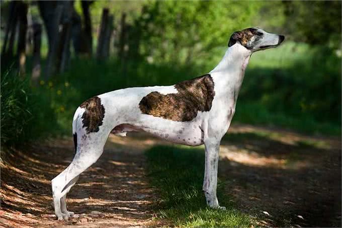 拥有超快速度的灵缇犬,是天生的运动员,主人该如何饲养一只灵缇