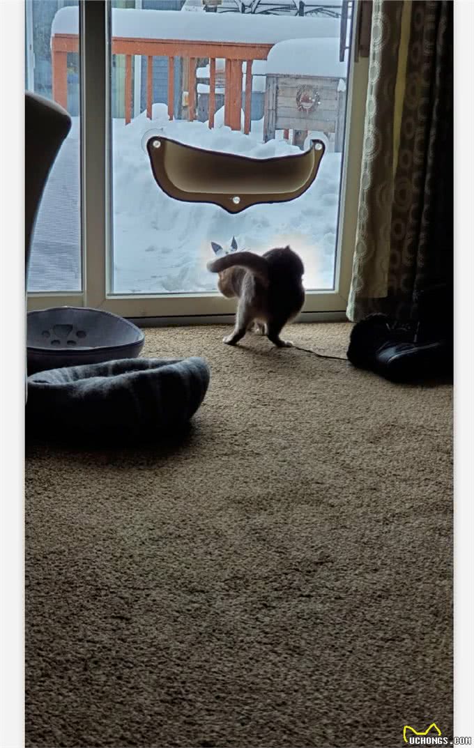 网友在外面堆了一只雪猫，猫咪一直在门口看着：没有毛，它不冷吗