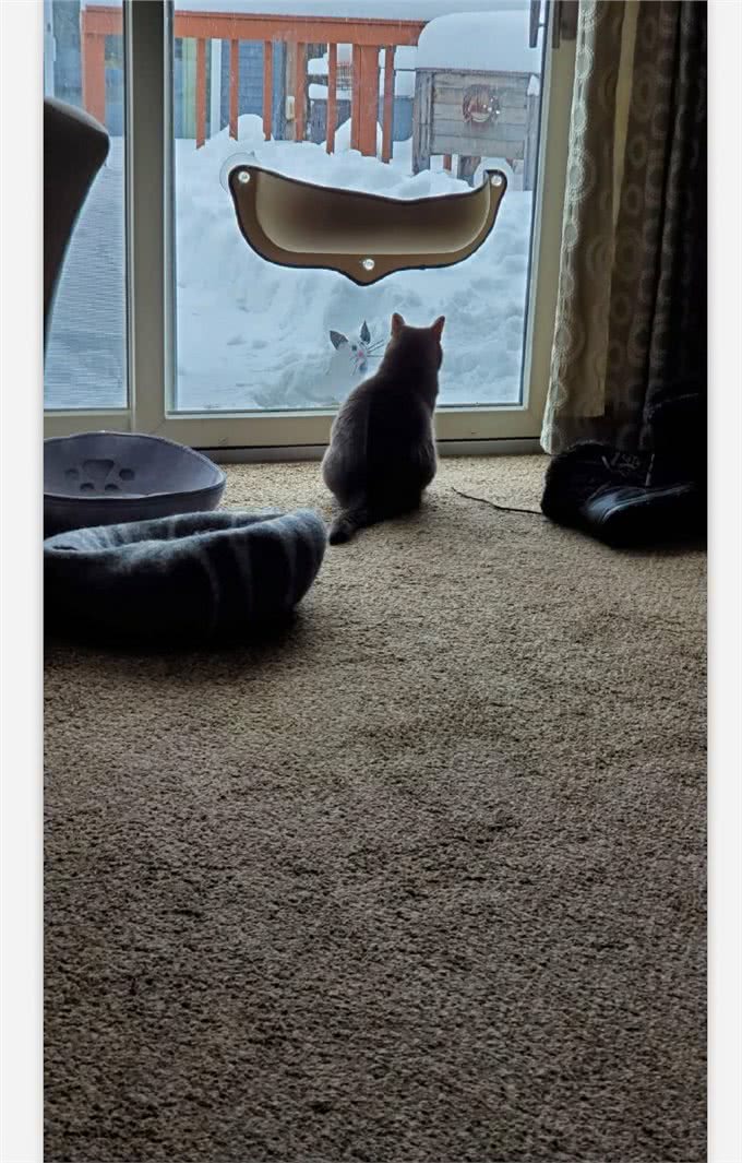 网友在外面堆了一只雪猫，猫咪一直在门口看着：没有毛，它不冷吗