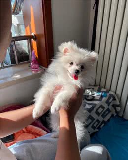 兽医辞职，心脏病狗狗全帮了|