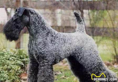 凯利蓝梗的基本资料，如何挑选一只合格的凯利蓝梗幼犬?