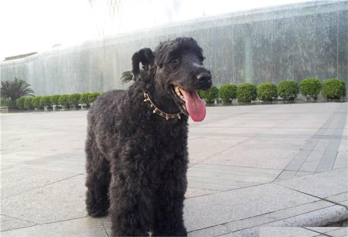 凯利蓝梗的基本资料，如何挑选一只合格的凯利蓝梗幼犬?