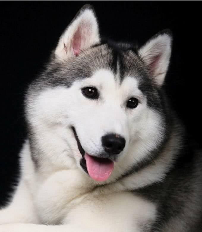 三大撒手没犬类，你都知道是谁吗?