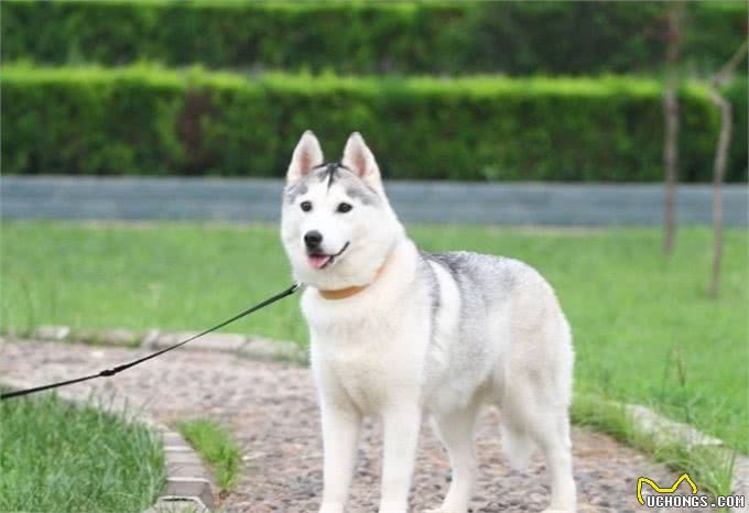 三大撒手没犬类，你都知道是谁吗?