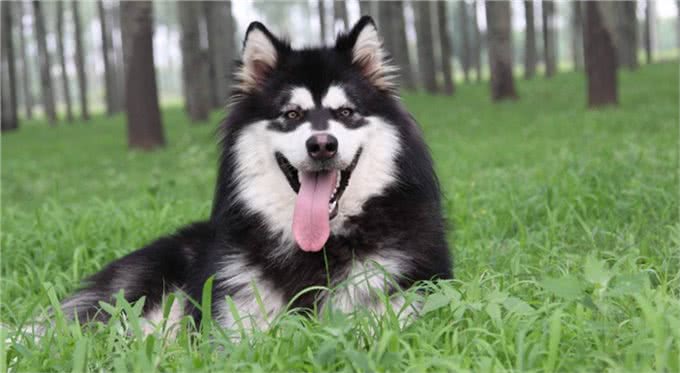 三大撒手没犬类，你都知道是谁吗?