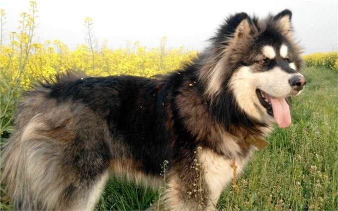 三大撒手没犬类，你都知道是谁吗?