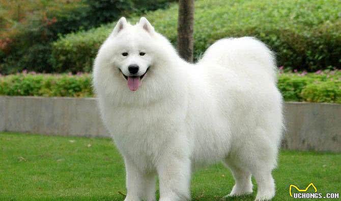 三大撒手没犬类，你都知道是谁吗?