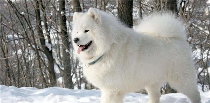 三大撒手没犬类，你都知道是谁吗?