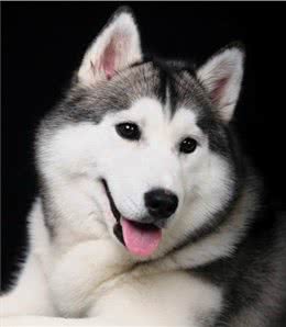 三大撒手没犬类，你都知道是谁吗?
