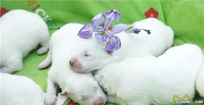 冬季养育新生狗狗的小妙招,铲屎官必备