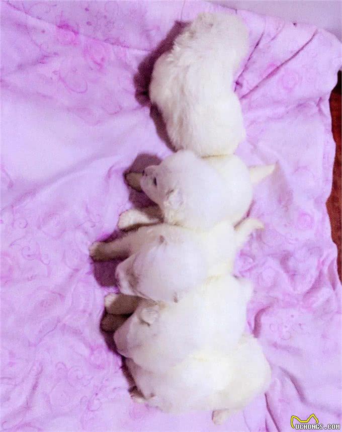 冬季养育新生狗狗的小妙招,铲屎官必备