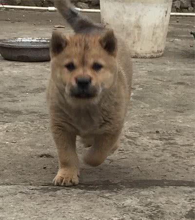 实拍农村里的中华田园犬，霸气的土狗永远受欢迎