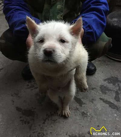 实拍农村里的中华田园犬，霸气的土狗永远受欢迎