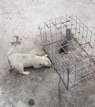 实拍农村里的中华田园犬，霸气的土狗永远受欢迎