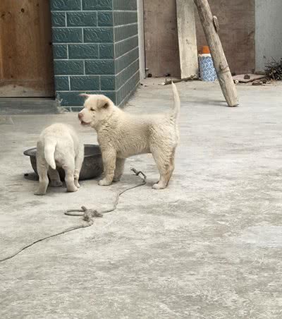 实拍农村里的中华田园犬，霸气的土狗永远受欢迎