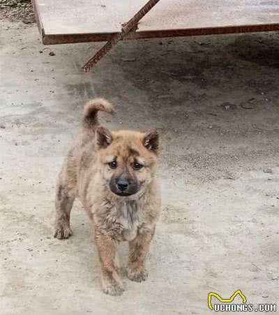 实拍农村里的中华田园犬，霸气的土狗永远受欢迎