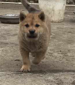 实拍农村里的中华田园犬，霸气的土狗永远受欢迎